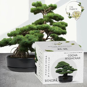 Набор для выращивания растений и деревьев бонсай для дома — идея подарка